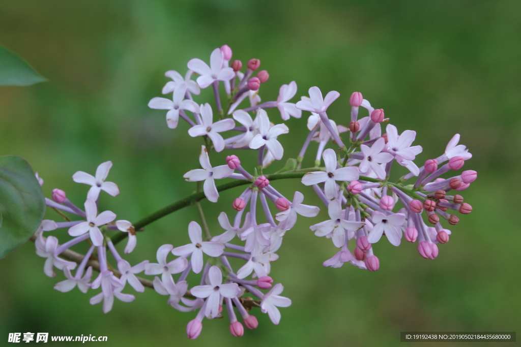 丁香花
