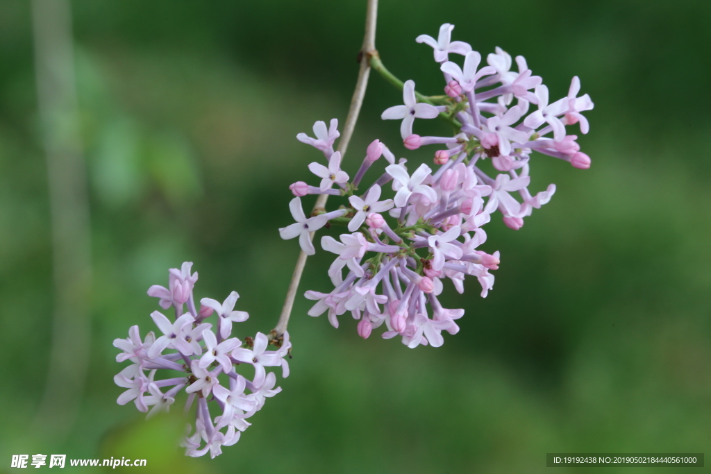 丁香花