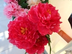 塑料牡丹花摄影图片