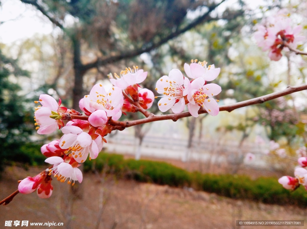 桃花摄影图片