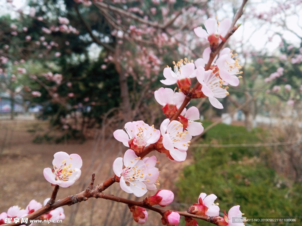 桃花摄影图片