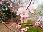 桃花摄影图片