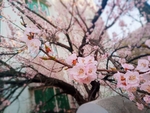 桃花摄影图片