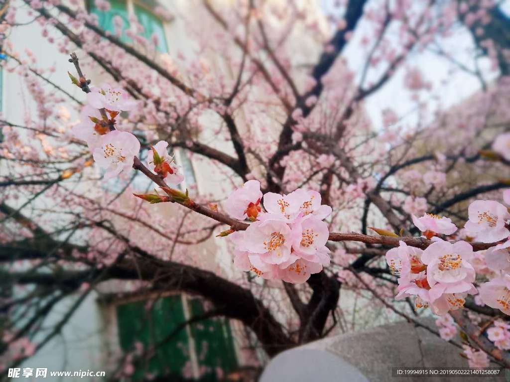 桃花摄影图片