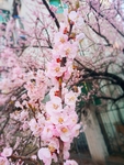 桃花摄影图片