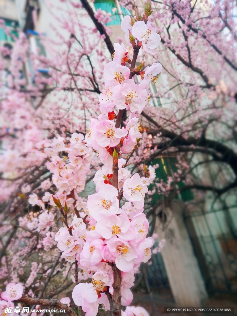 桃花摄影图片