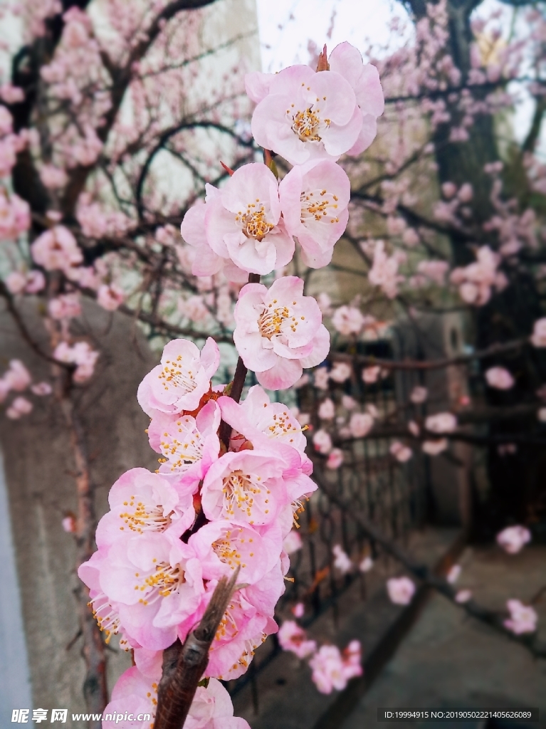 桃花摄影图片