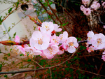 桃花摄影图片