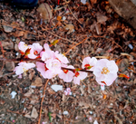 桃花摄影图片