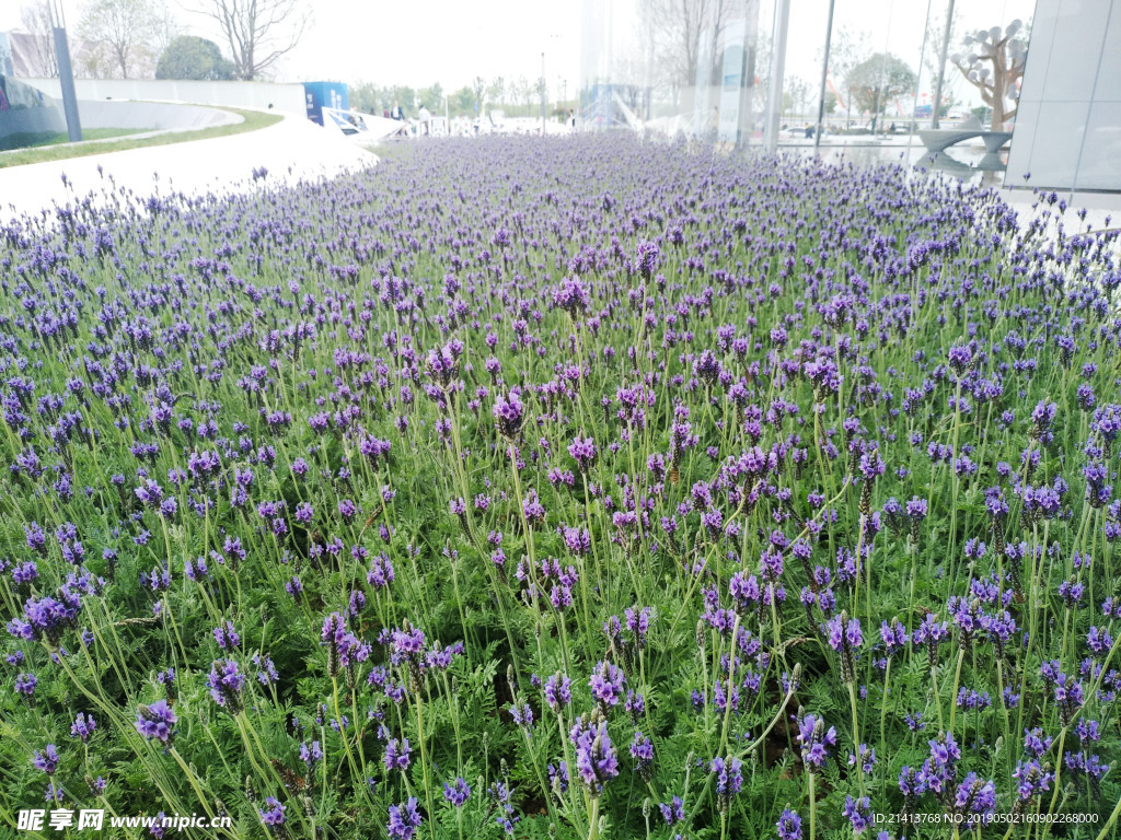 兰花草