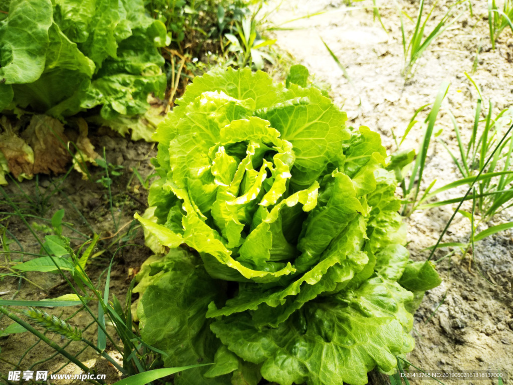 蔬菜青菜