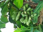 香蕉 芭蕉 水果 果园 绿色