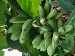 香蕉 芭蕉 水果 果园
