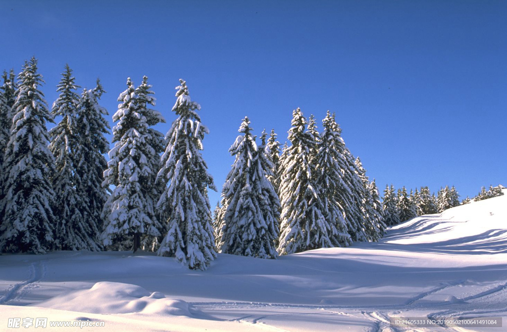 雪原