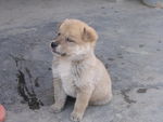 土狗
