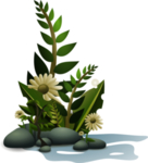 手绘植物