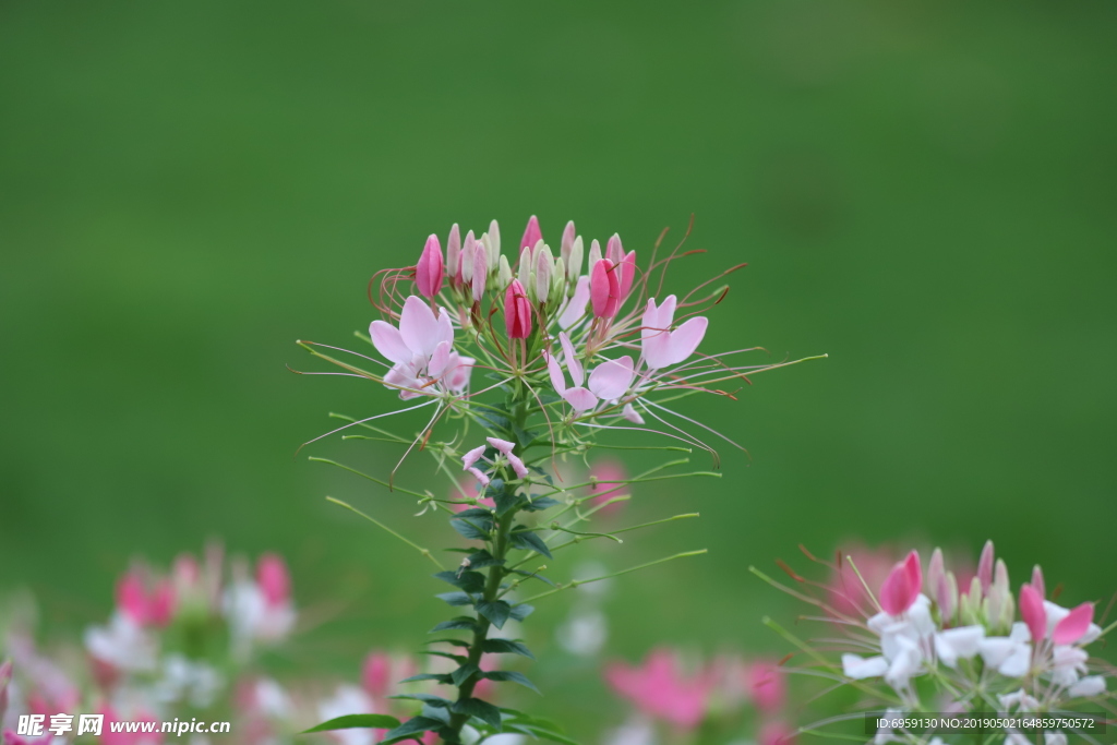 蜘蛛花