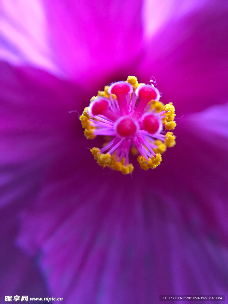 芙蓉花