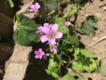 红花醡浆草