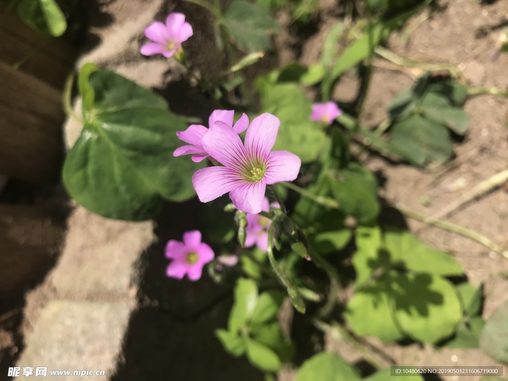 红花醡浆草