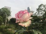 月季