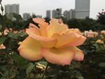 月季