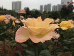 月季