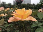 月季