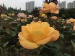 月季