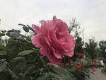 月季