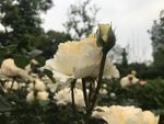 月季