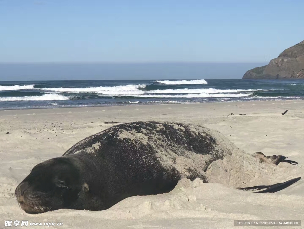 海马