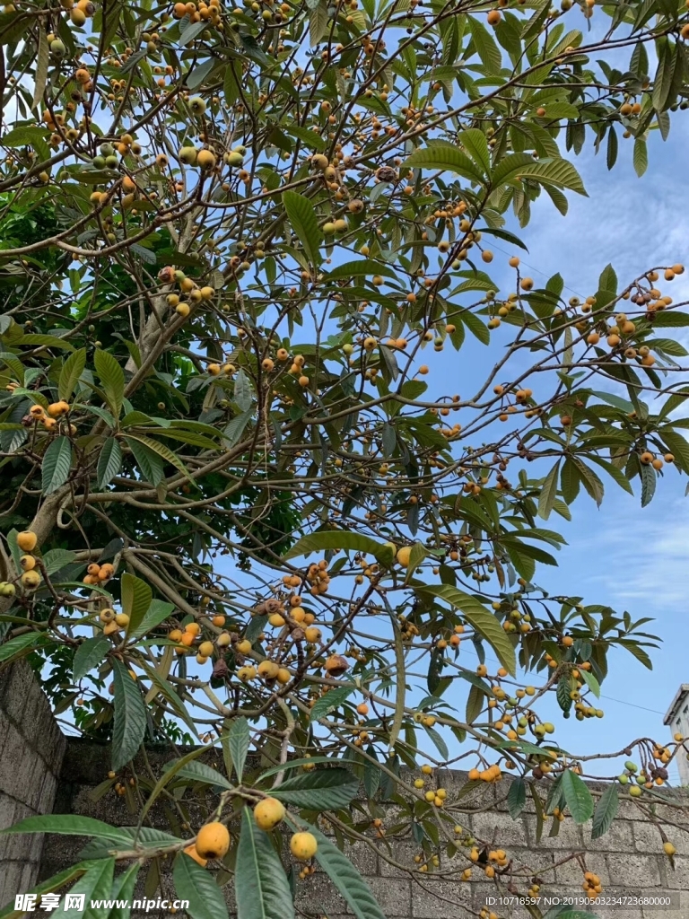 枇杷树