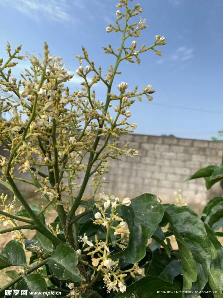 枇杷花