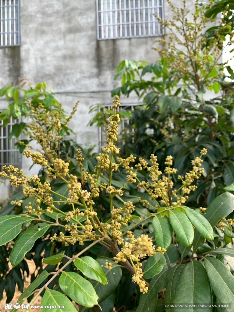 枇杷花