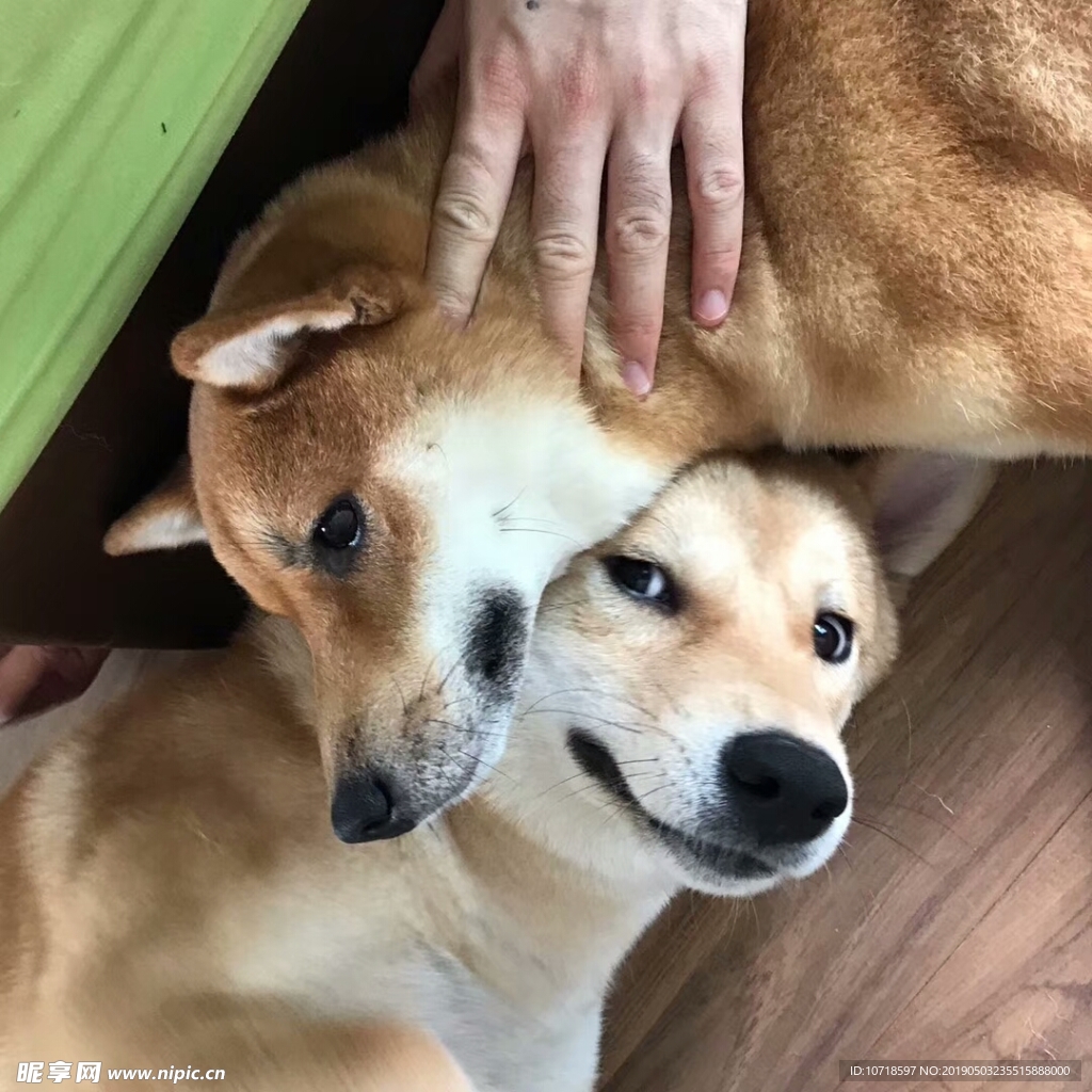 狗狗宠物