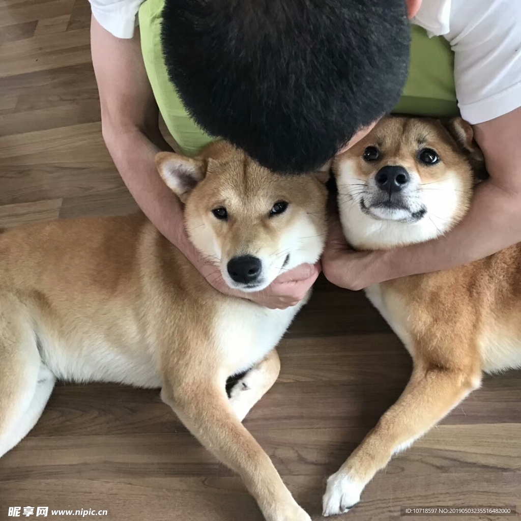 狗狗宠物