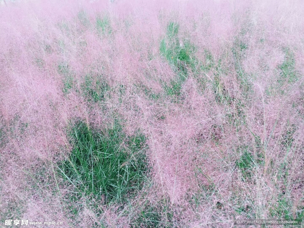粉红色毛草