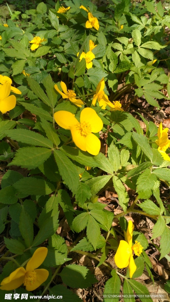 小野花