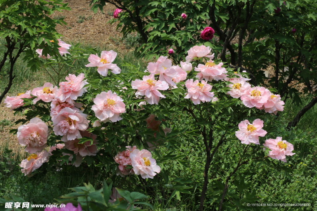 牡丹花