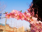 桃花摄影图片
