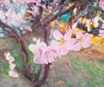 桃花摄影图片