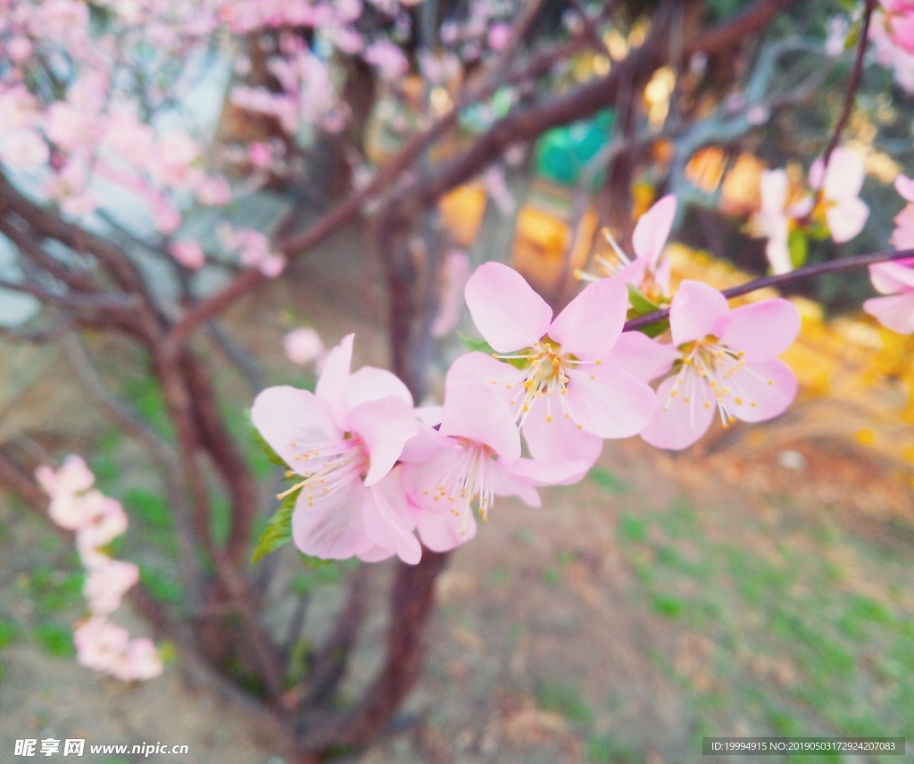 桃花摄影图片