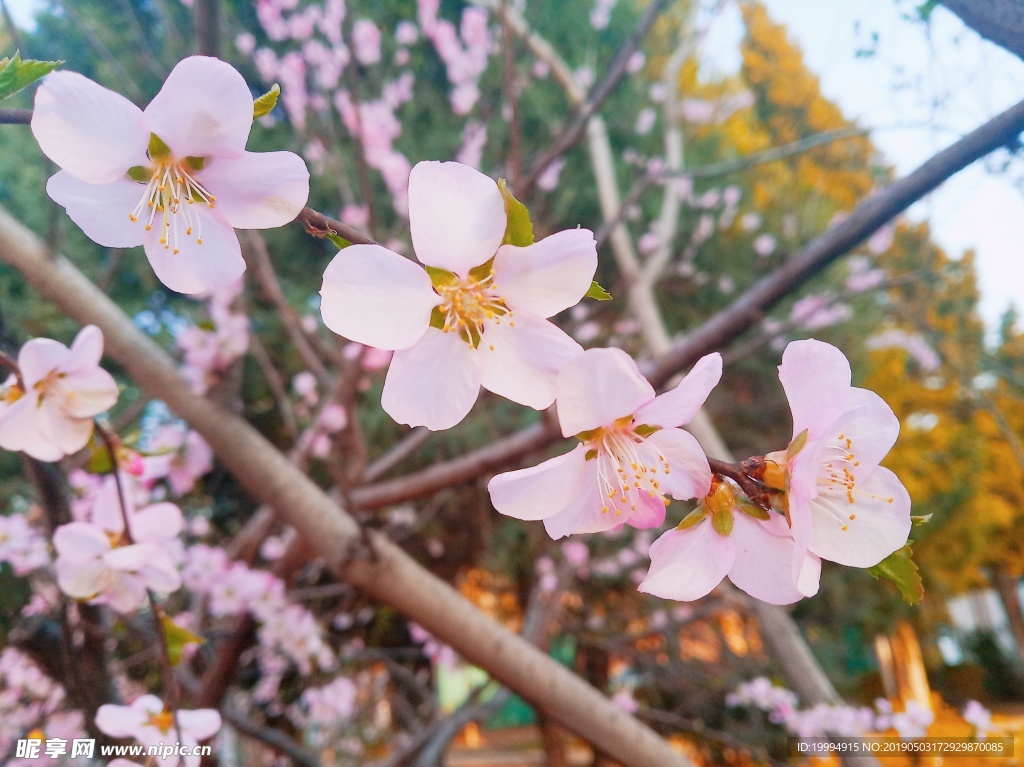 桃花摄影图片