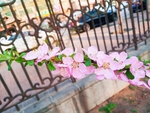 桃花摄影图片