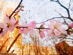桃花摄影图片