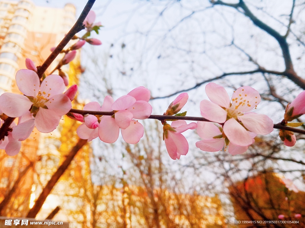 桃花摄影图片
