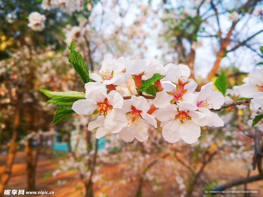 桃花摄影图片