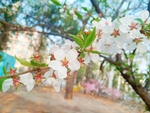 桃花摄影图片