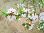 桃花摄影图片